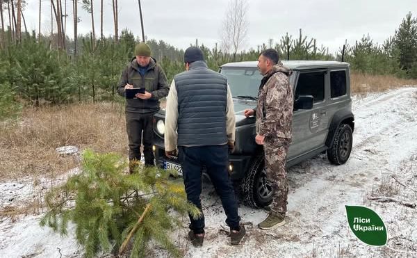 На Полтавщині працюють рейдові бригади для охорони ялинок від браконьєрів