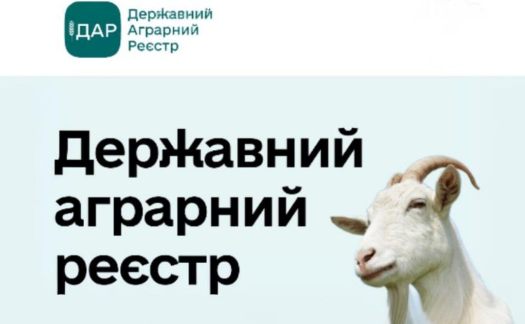 Власники корів, кіз та овець можуть подавати заявки на фінансову допомогу