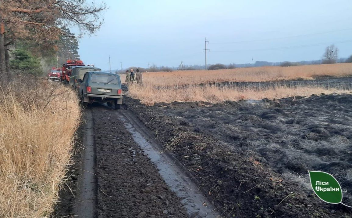 Лісівники працюють у посиленому режимі через масове випалювання сухої рослинності населенням