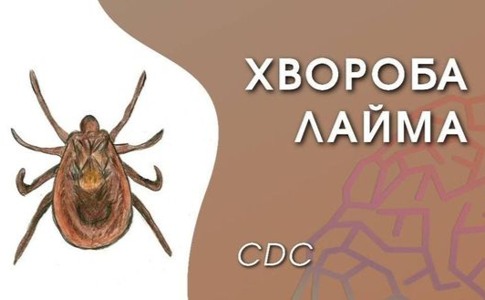 Мешканці Полтавщини почали частіше хворіти на хворобу Лайма