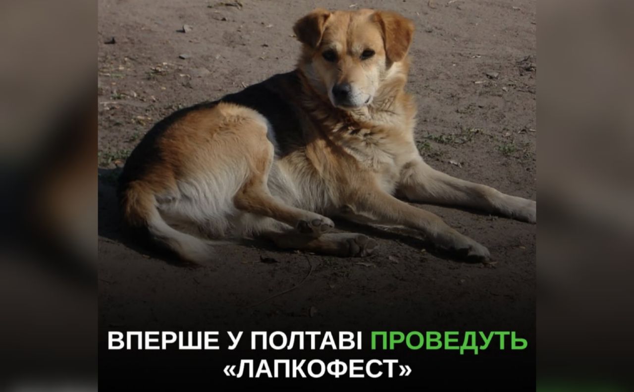 У Полтаві на «Лапокфесті» прилаштовуватимуть безпритульних тварин