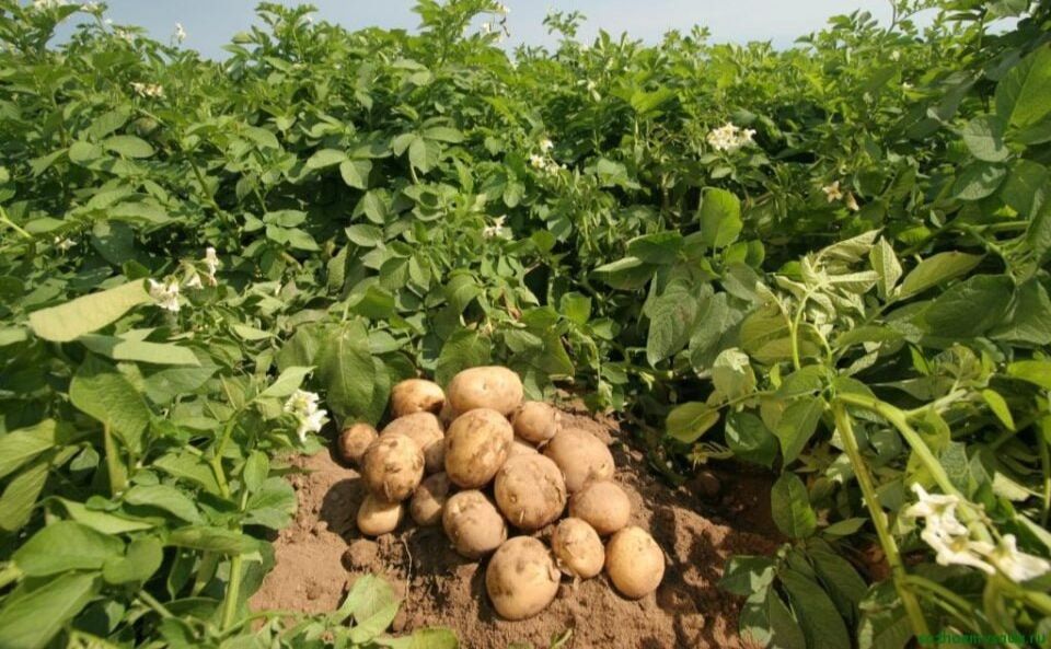 В Україні продовжують знижуватись ціни на картоплю