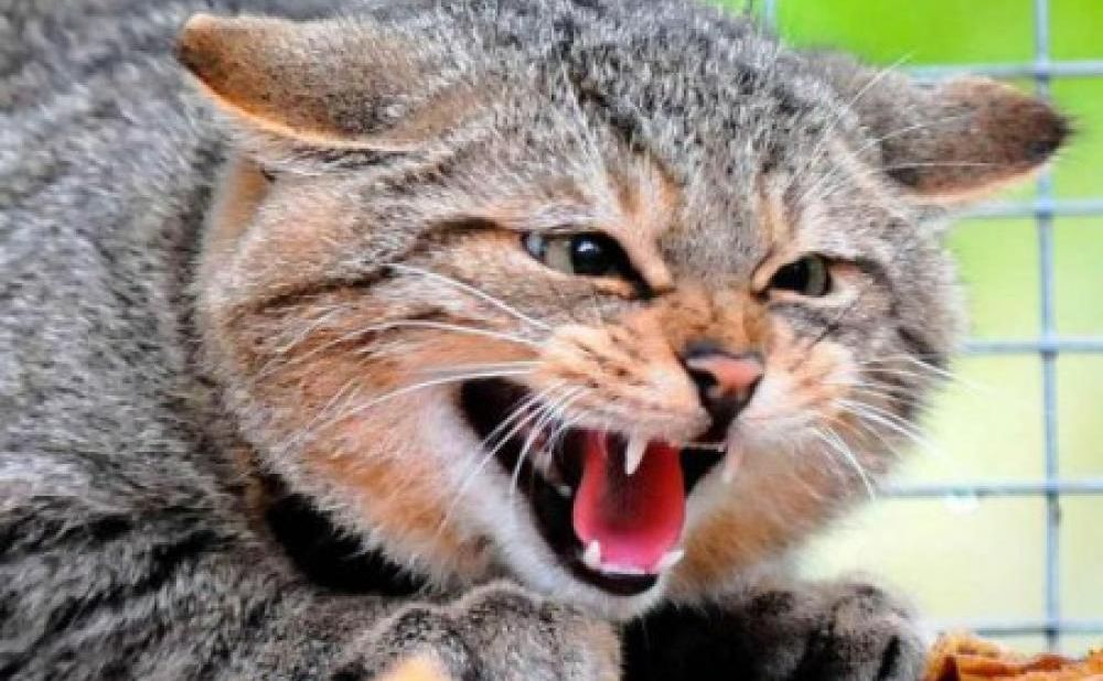У Ромоданівській громаді у безпритульного кота виявили сказ