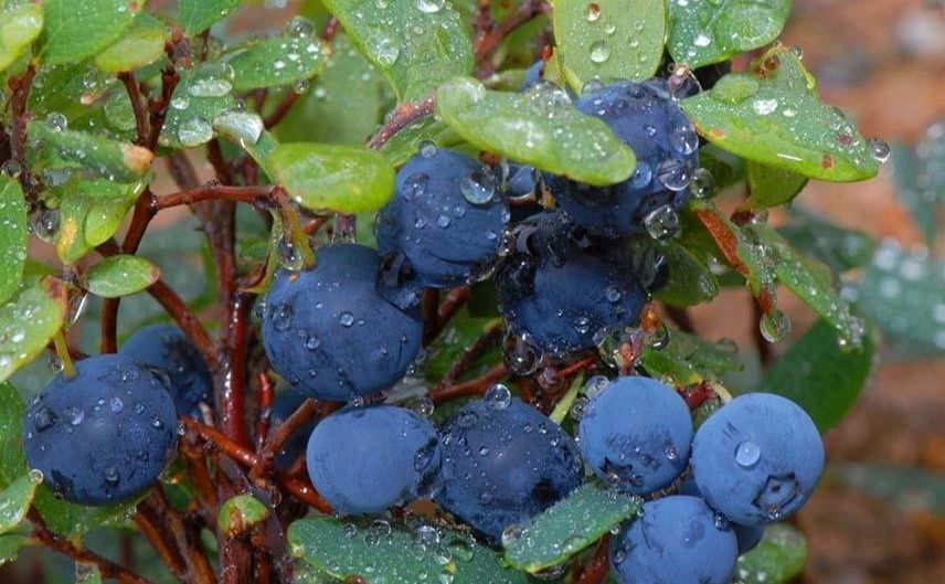 Ціни на лохину продовжують знижуватися