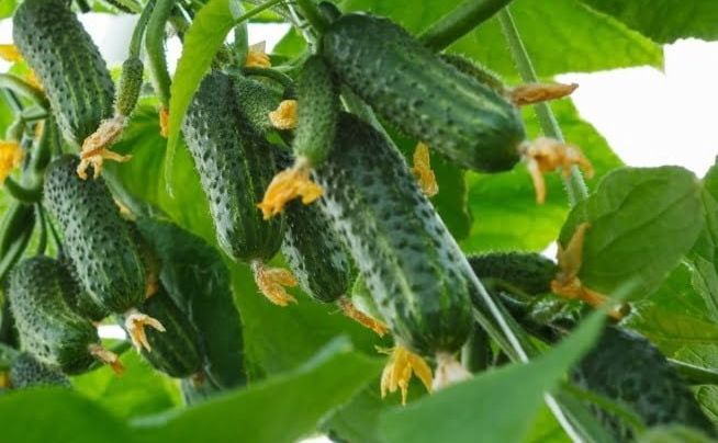 В Україні продовжують дорожчати огірки