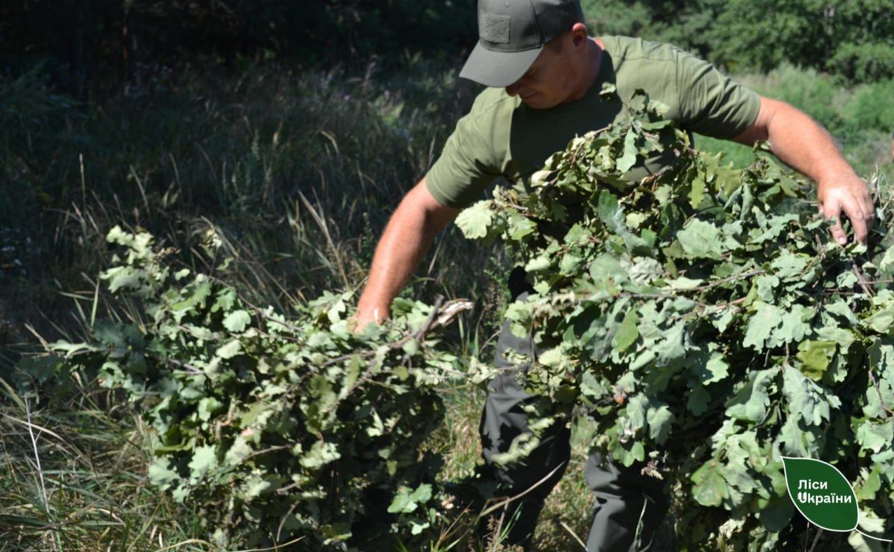 Лісівники заготовляють влітку корми для підгодівлі звірів взимку