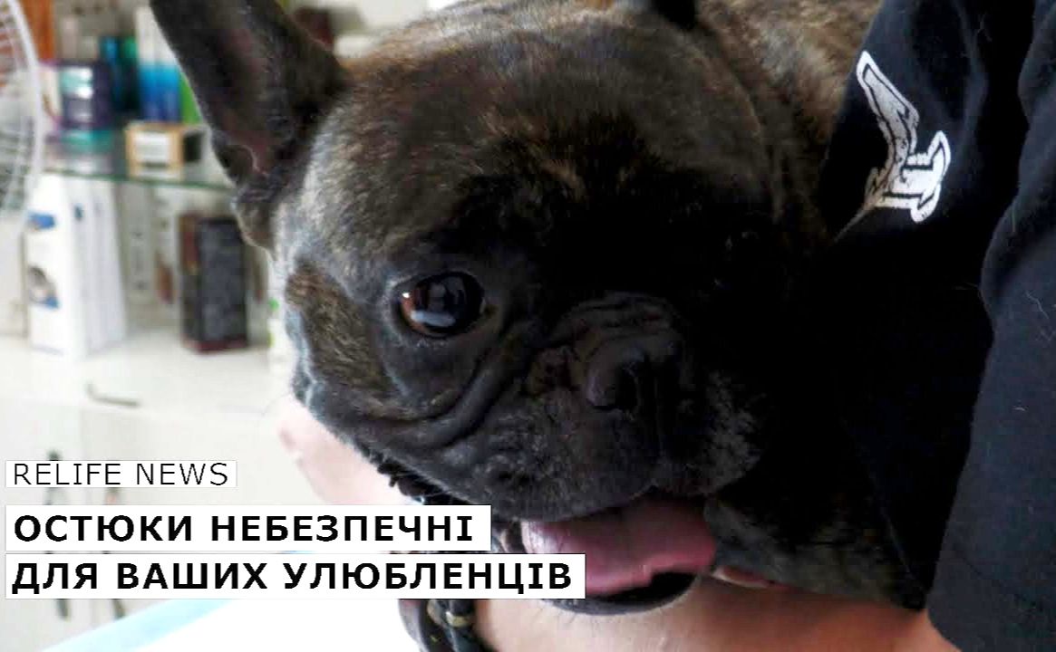 Остюки небезпечні для ваших улюбленців