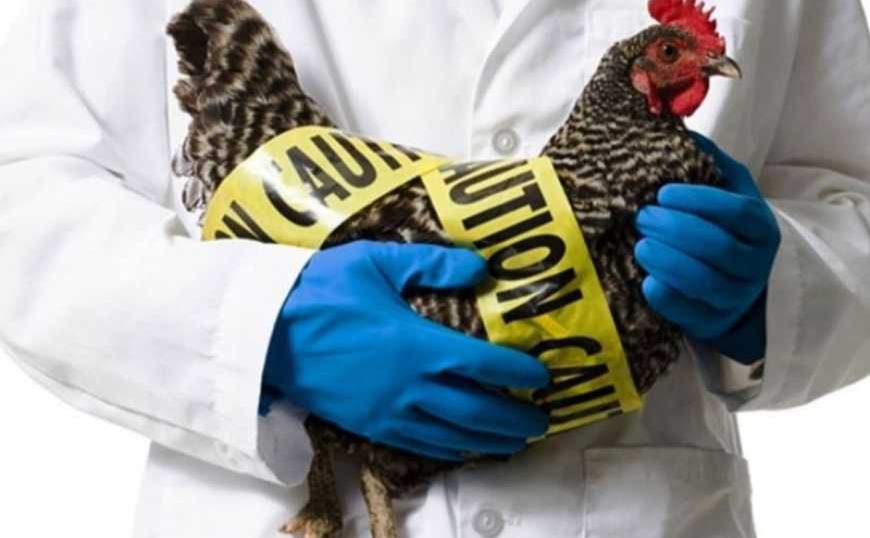Україна заборонила імпорт м’яса зі США та тваринницької продукції з Камбоджі