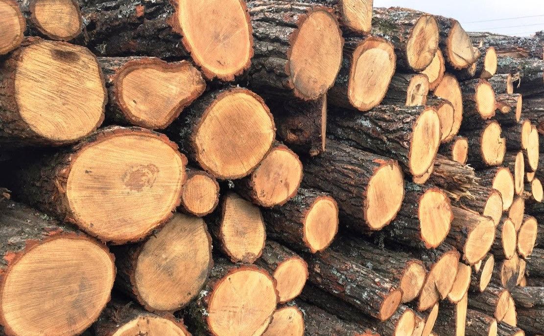 Лісівники радять купувати дрова на зиму влітку
