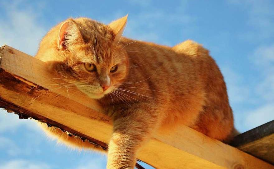 У середу буде тепло і сухо