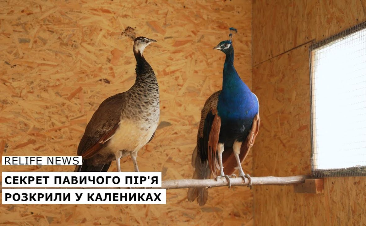 Секрет павичого пір’я розкрили у Калениках