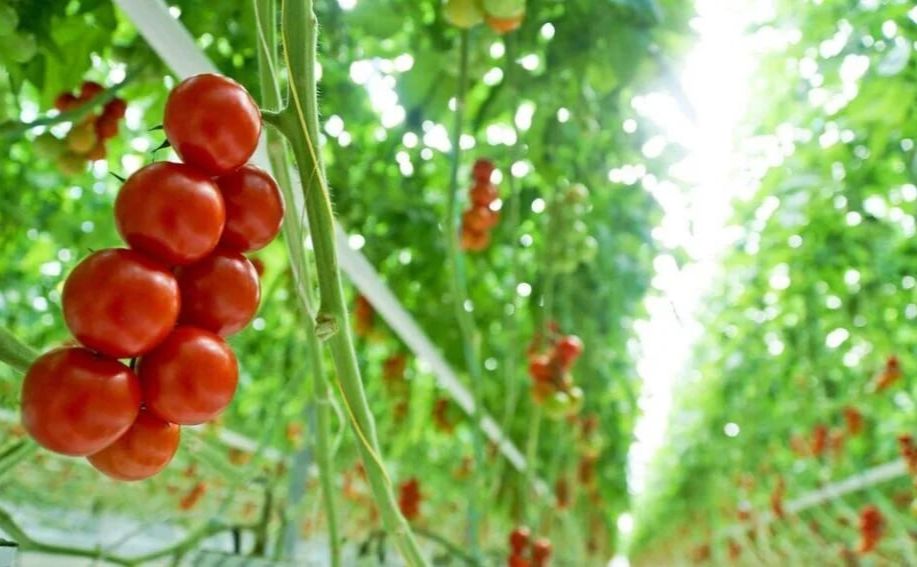 Помідори продовжують дорожчати