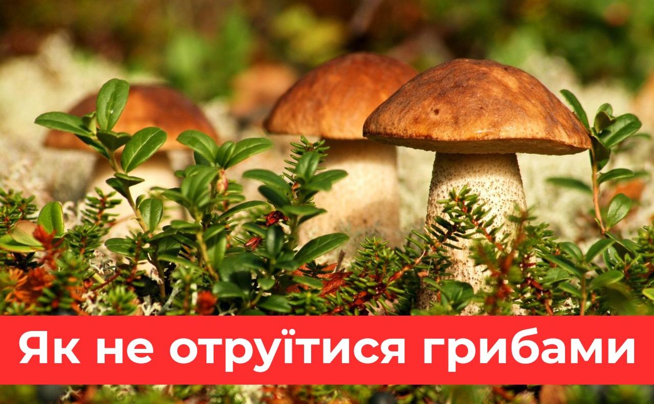 Як не отруїтися грибами