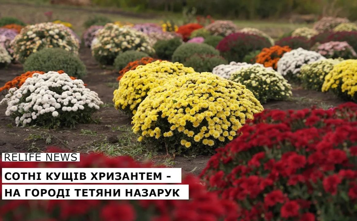 Сотні кущів хризантем — на городі Тетяни Назарук