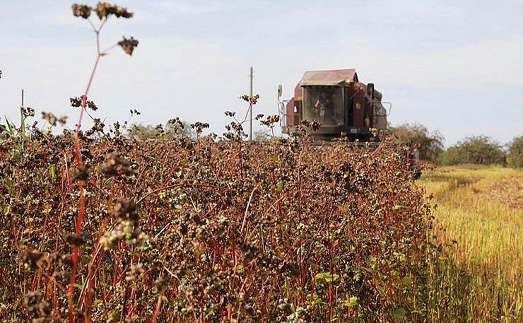 Аграрії регіону завершили збір гречки та проса