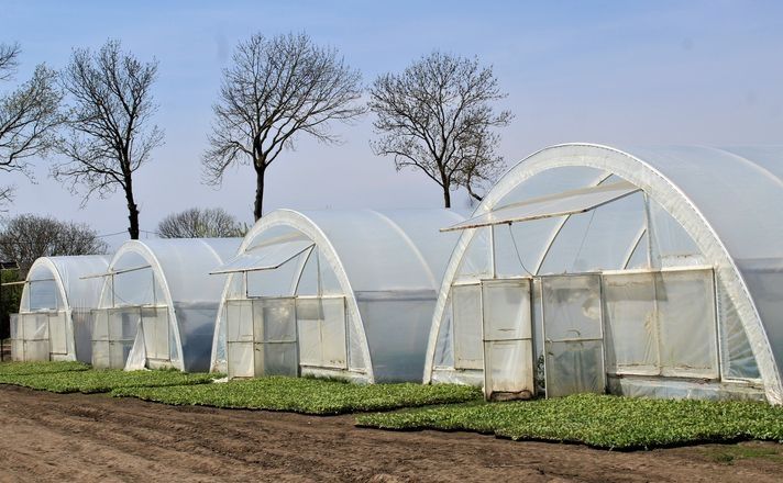 Наступного року планують відновити програми грантів на сади та теплиці