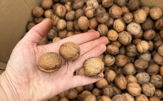 Скільки можна заробити на волоських горіхах?