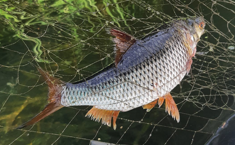 У заповідній зоні Кам’янського водосховища виявили 600 метрів браконьєрських сіток