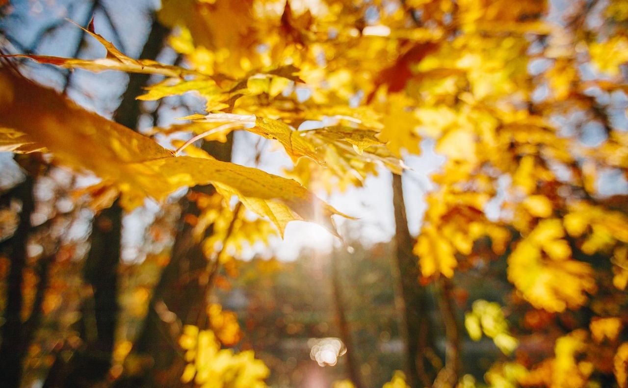 Сьогодні вдень максимальна температура повітря досягатиме +15