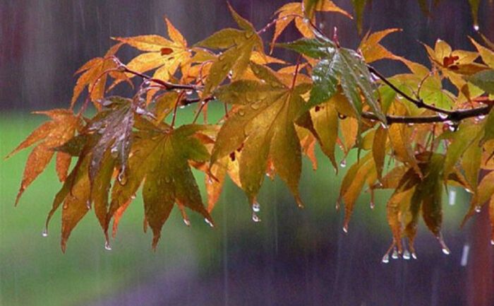 Сьогодні на Полтавщині дощитиме