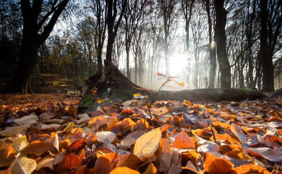 У перший день тижня максимальна температура повітря досягатиме +14