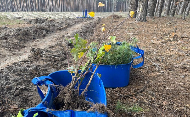 На Полтавщині з’явився «Ліс пам’яті»