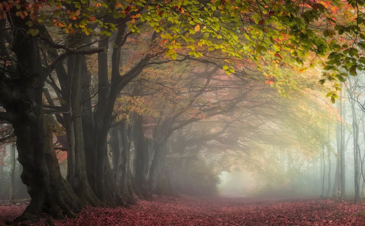 Четвер — без опадів, але з туманом