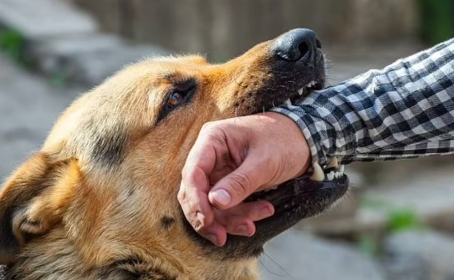 У Зінькові собака покусав шістьох людей