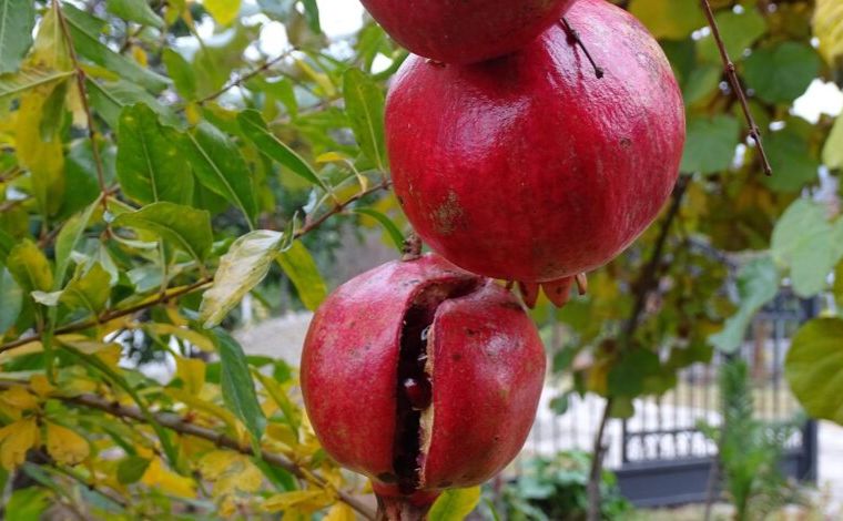 Агроном із Харкова уперше на Слобожанщині отримав урожай граната