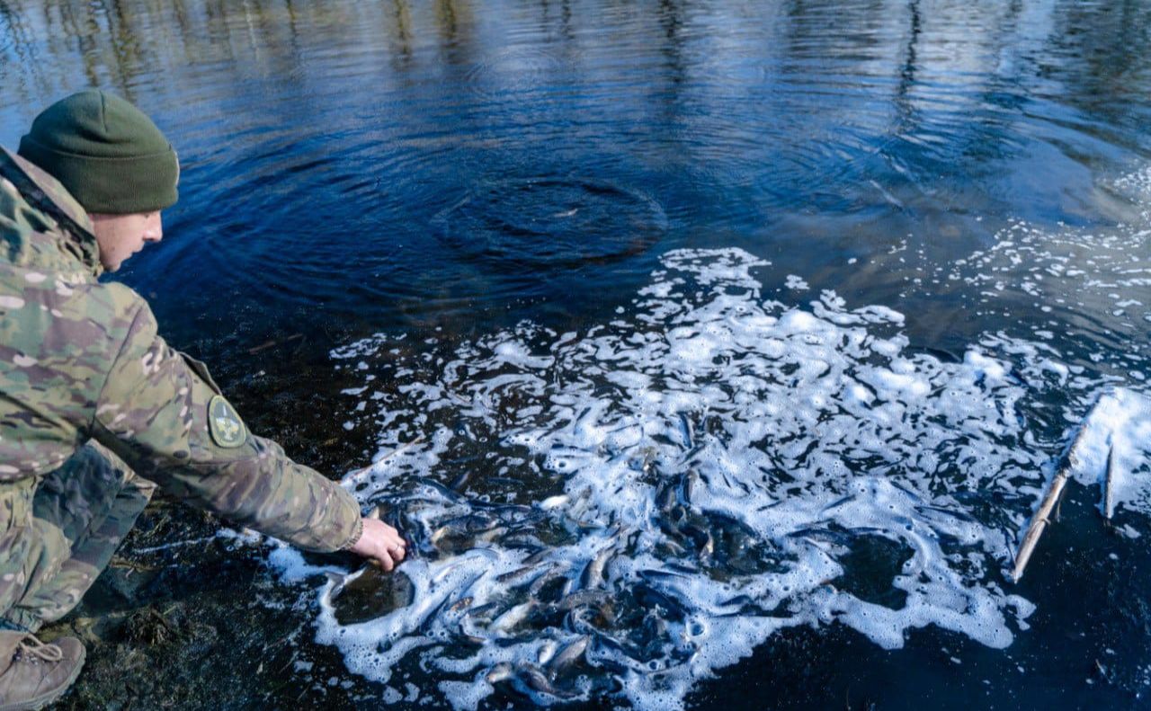 У річку Ворскла поблизу Кобеляк випустили 10 тисяч дволіток товстолоба