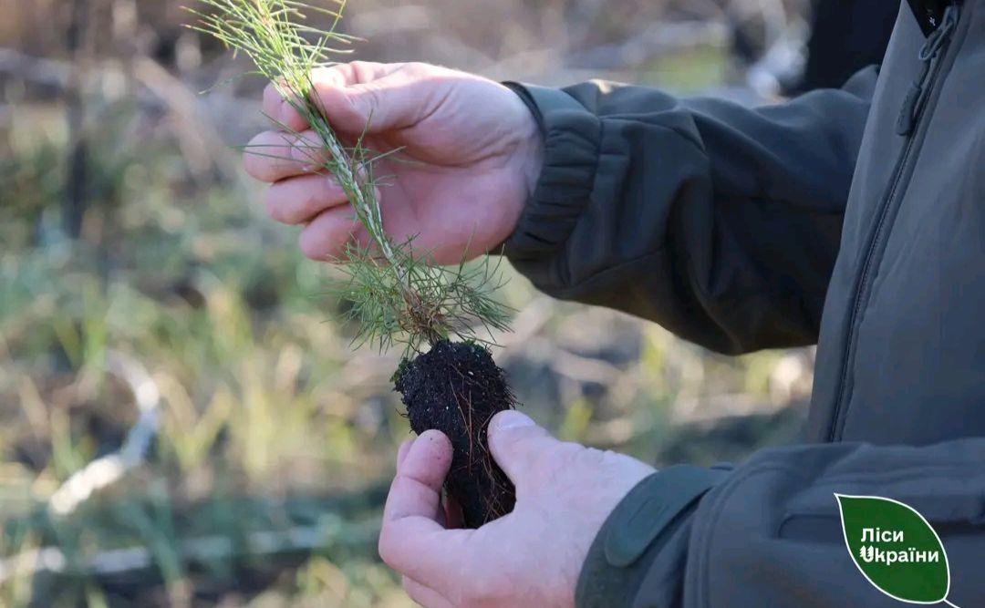 На Полтавщині відновлюють ліс після найбільшої лісової пожежі