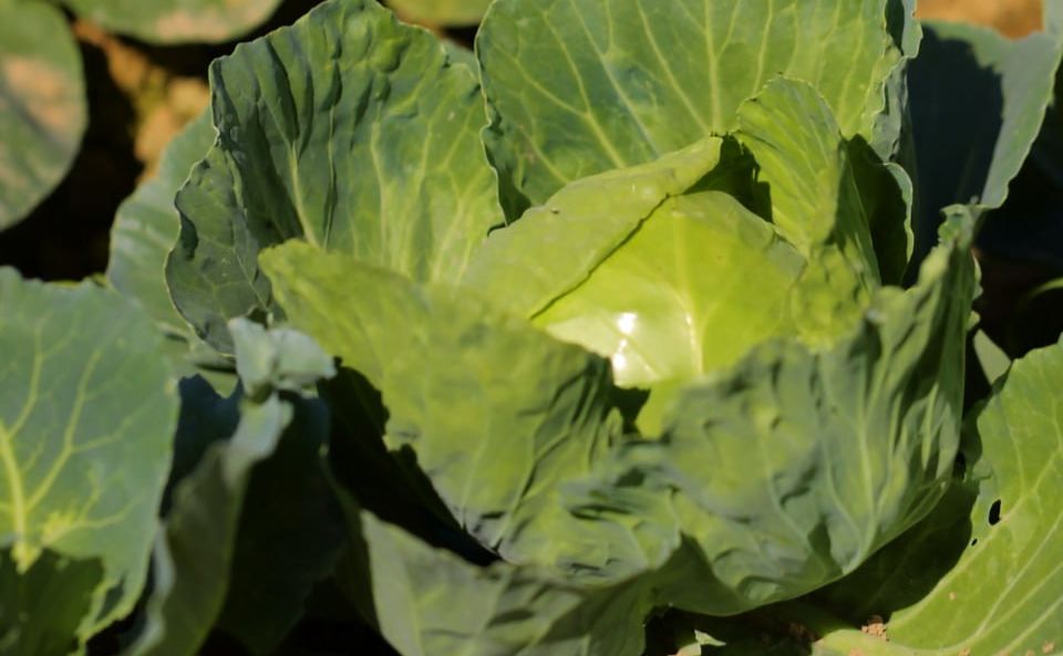 В Україні прогнозують здорожчання капусти