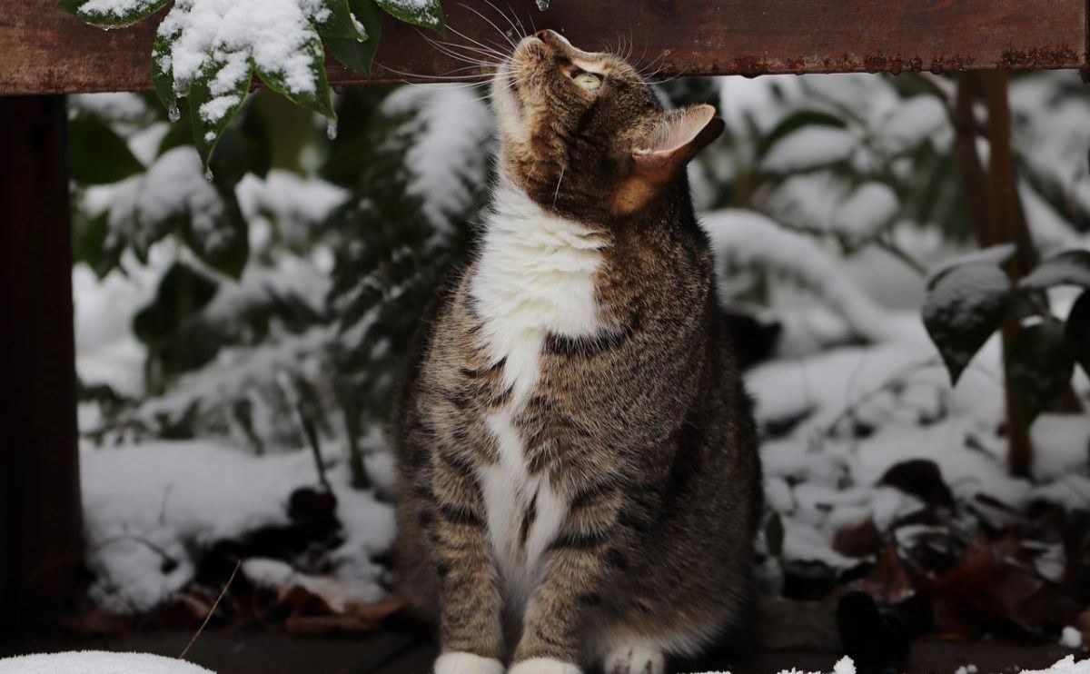 Які свята відзначаємо 23 листопада?