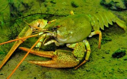 З 1 грудня на Полтавщині не можна буде ловити раків