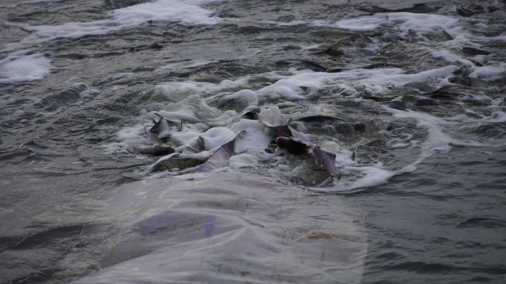 У Кременчуцьке водосховище випустили понад 86 тисяч молодняка товстолобика