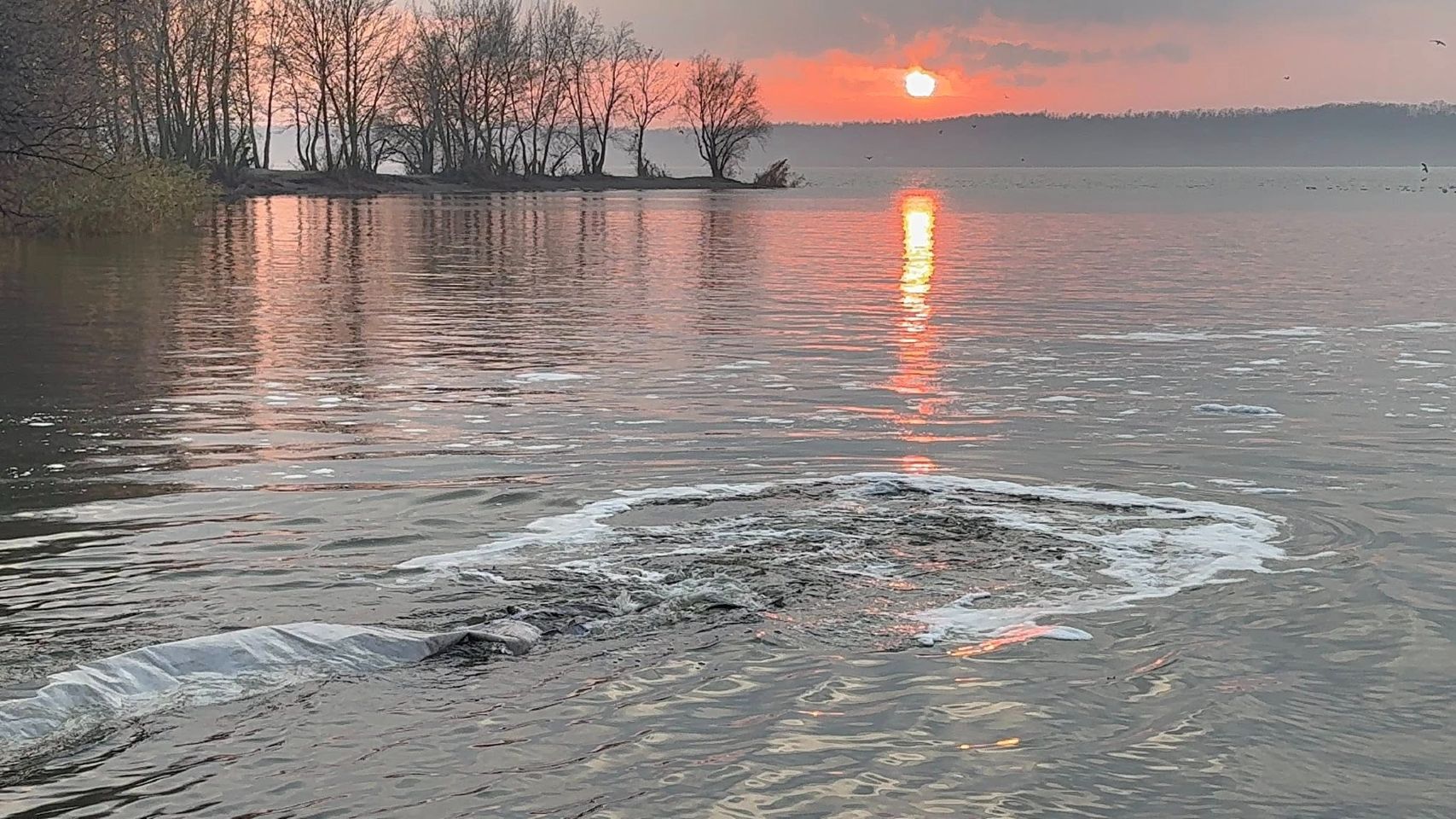 У Кременчуцьке водосховище випустили понад 86 тисяч молодняка товстолобика