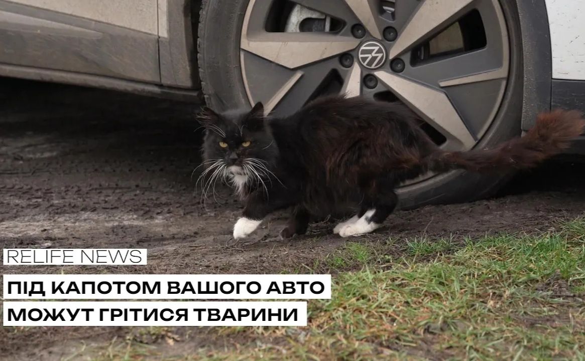 Під капотом вашого авто можуть грітися тварини