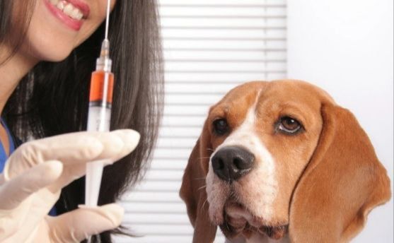 У листопаді в регіони доставлять 26 тисяч доз вакцини проти сказу