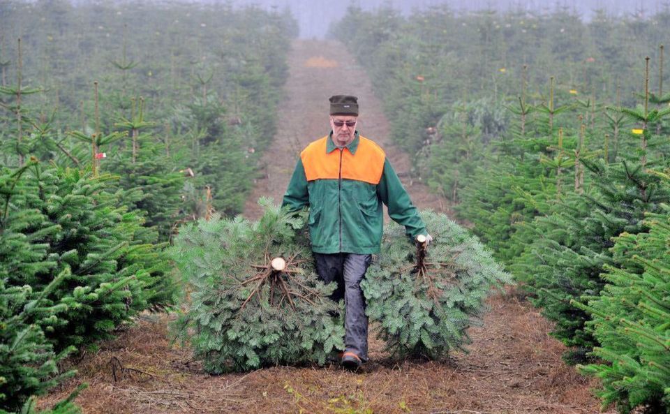Скільки коштуватимуть новорічні ялинки на Полтавщині?