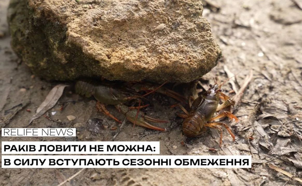 Раків ловити не можна: в силу вступають сезонні обмеження