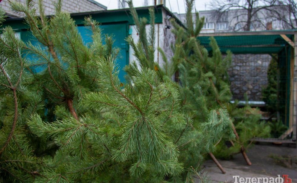 Лісівники посилюють патрулювання лісів перед новорічними святами