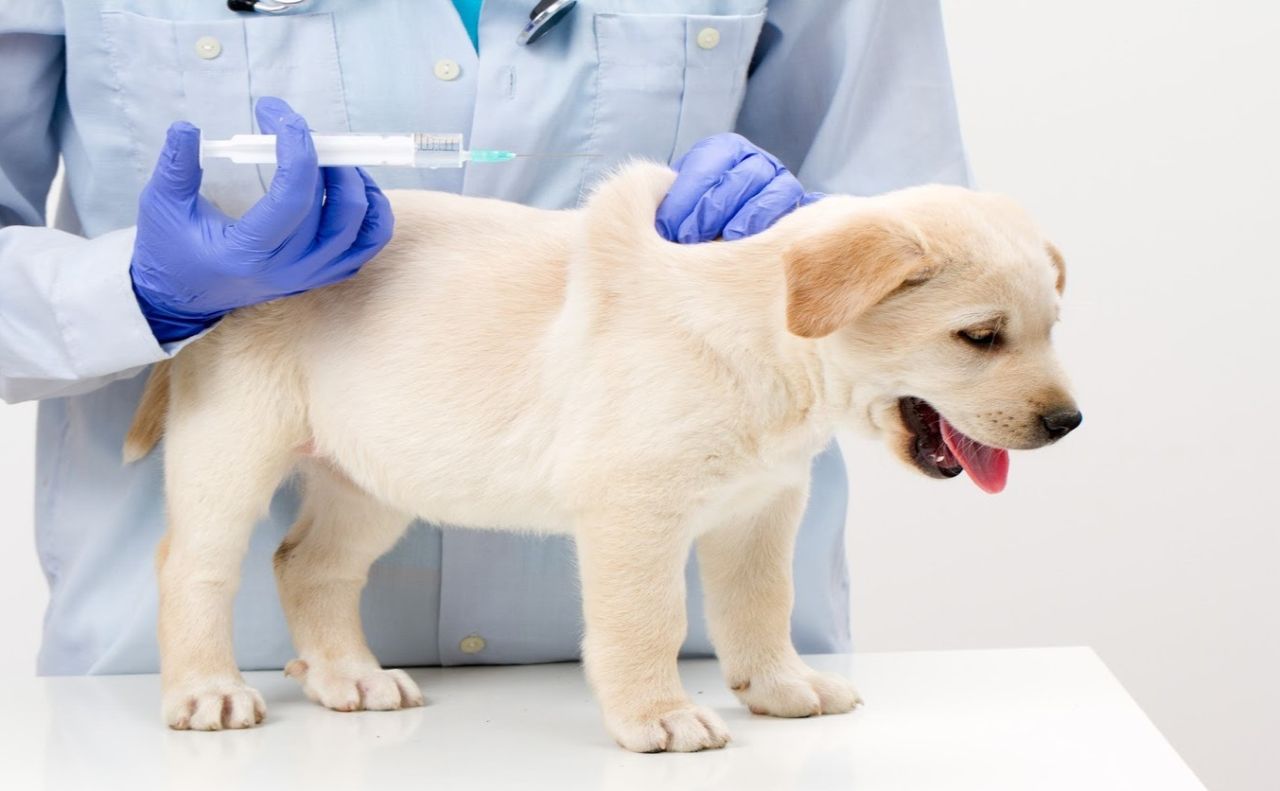 У Решетилівці організовують централізовану вакцинацію котів і собак