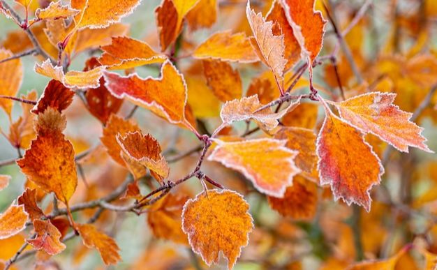 У вихідні — без опадів, але з морозом