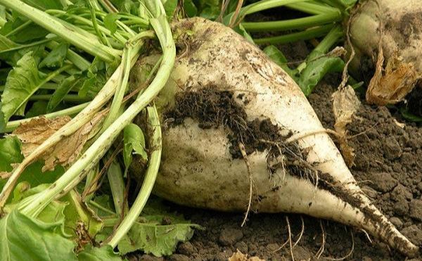 Аграрії Полтавщини завершили збір цукрового буряка