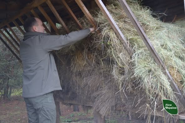 Лісівники Полтавщини підгодовують диких тварин