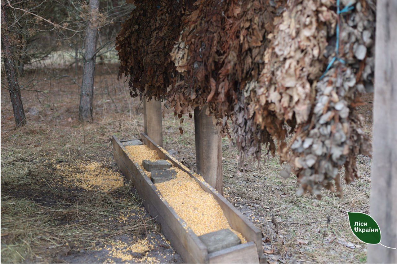 Лісівники Полтавщини підгодовують диких тварин