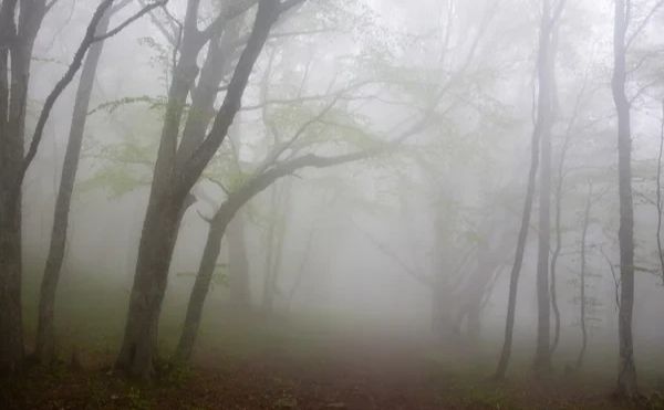 П’ятниця на Полтавщині буде без опадів, але з туманом