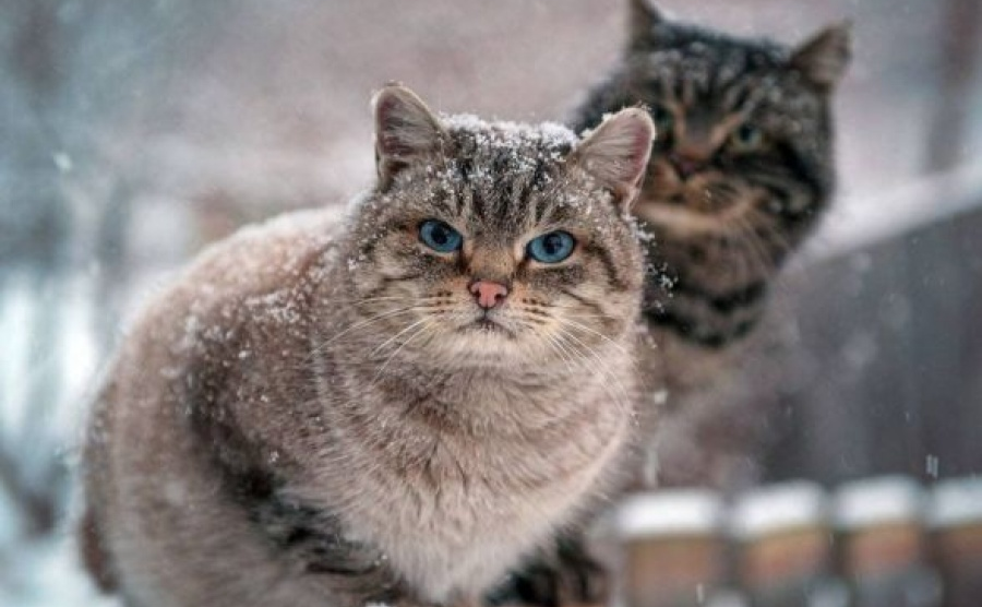 Святвечір на Полтавщині буде з морозами