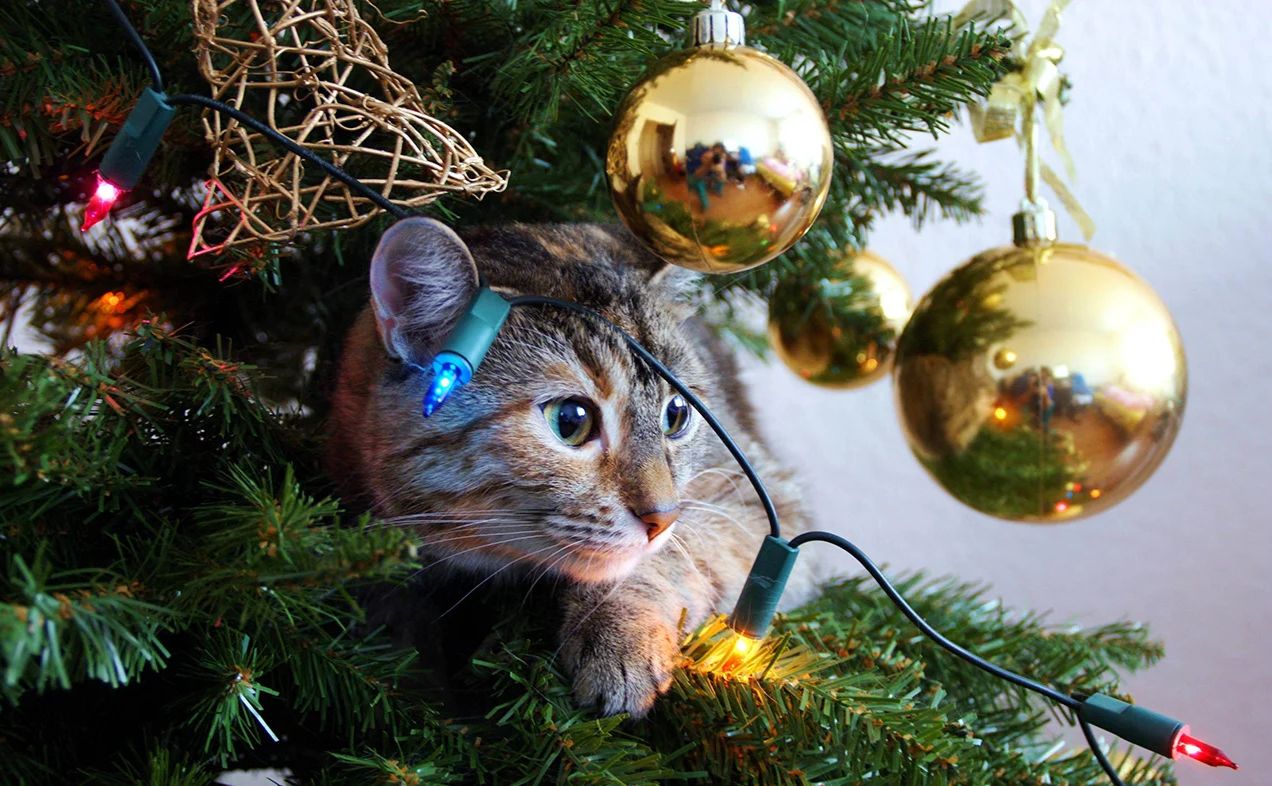 В Україні впав попит на живі ялинки