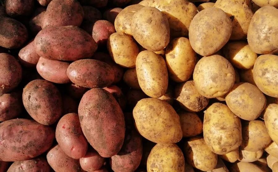 В Україні здешевшала картопля